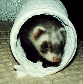 Pixxel the ferret, courtesy of the Ferret Photo Gallery